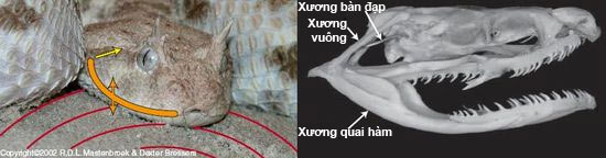 Rắn sa mạc nghe bước chân chuột nhờ quai hàm