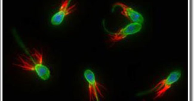 Hệ gen của một sinh vật biển mang bí mật về tổ tiên đơn bào của loài người