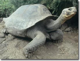 Quần đảo Galapagos - Nhiên liệu gây ô nhiễm bị cấm sử dụng
