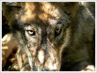 Loại sói phương Bắc khỏi danh sách nguy cơ tuyệt chủng
