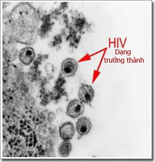 Khôi phục hệ miễn dịch ở bệnh nhân HIV trưởng thành – tuyến thymus sản xuất tế bào T mới