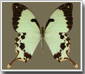 Bí mật lớp ngụy trang của loài bướm đuôi nhạn nằm trong gien