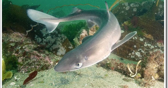 Biển ấm lên có thể kéo cá mập đến Nam Cực: Những hậu quả nghiêm trọng tiềm tàng