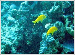 Hợp tác bảo vệ rạn san hô vùng biển Tây Nam