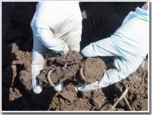 Tìm thấy giun đất chứa chất hóa học từ các hộ gia đình và phân động vật