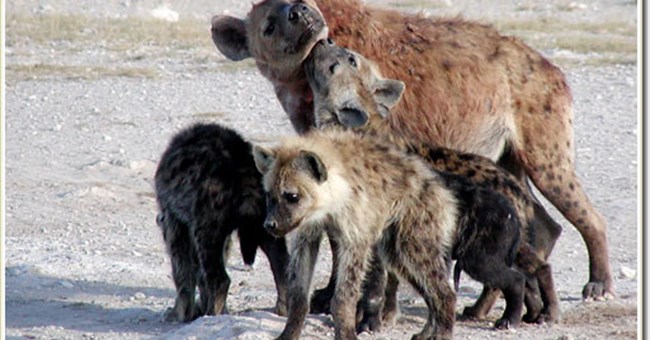 Tính xã hội và sự tinh ranh của loài linh cẩu