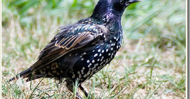 Những con sâu nhiễm bẩn giúp tiếng hót chim sáo đá hay hơn