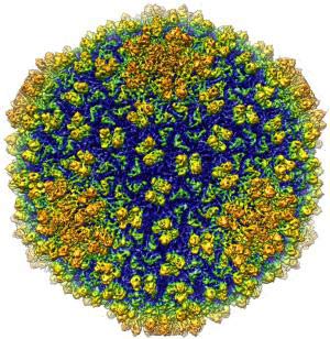 Hình ảnh virus 3D có độ phân giải lớn nhất từ trước đến nay