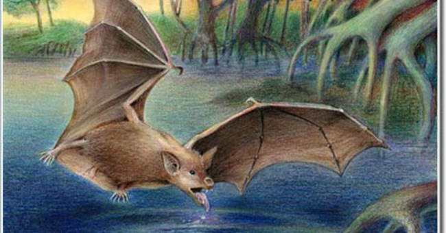 Sáu loài dơi tiền sử được phát hiện tại Ai Cập