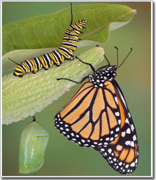 Liệu bướm có nhớ những gì chúng đã học khi còn là sâu?