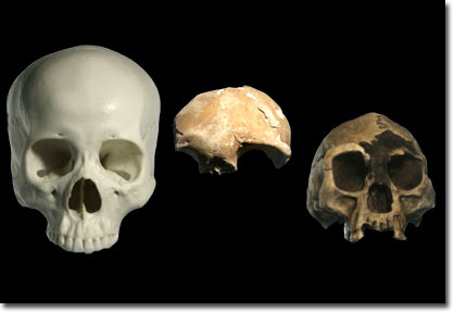 Xương người cổ tí hon mới được phát hiện ở Palau
