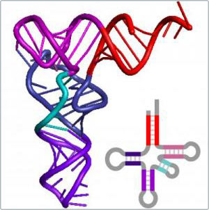 Quá trình lịch sử của sự sống có thể nhìn thấy được bên trong cấu trúc của RNA vận chuyển