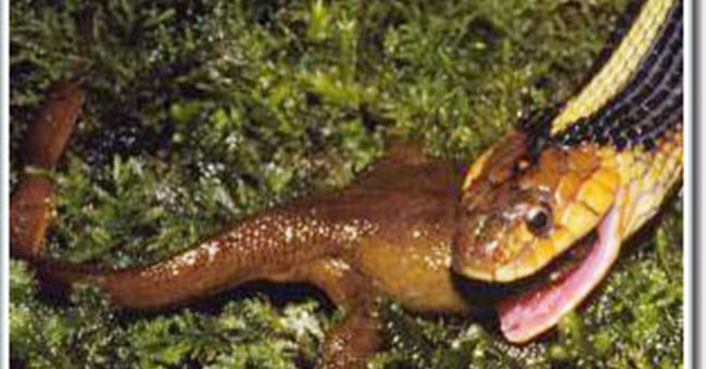 Rắn qua mặt sa giông độc trong cuộc đua tiến hóa