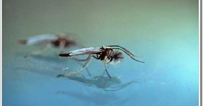 Các nhà khoa học giải thích tập tính bí ẩn của muỗi vằn