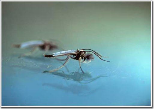 Các nhà khoa học giải thích tập tính bí ẩn của muỗi vằn