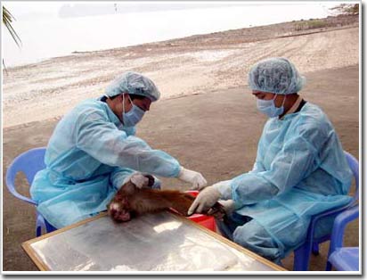 Năm 2009 sẽ có vắc-xin H5N1 
