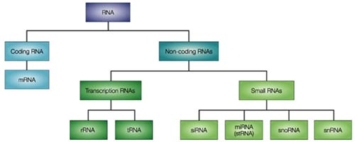 MicroRNA cường hóa giúp điều trị bệnh ung thư