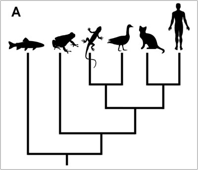 Bạn hiểu thế nào về cây tiến hóa (Phần I)