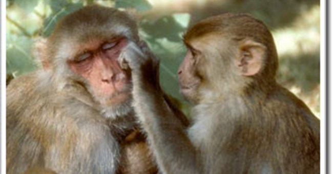 Ở hầu hết các loài, chung thủy chỉ là điều tưởng tượng