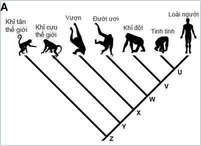 Bạn hiểu thế nào về cây tiến hóa (Phần II)
