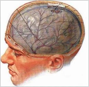 Tranh luận về cái chết của bộ não và những hệ quả luân lý