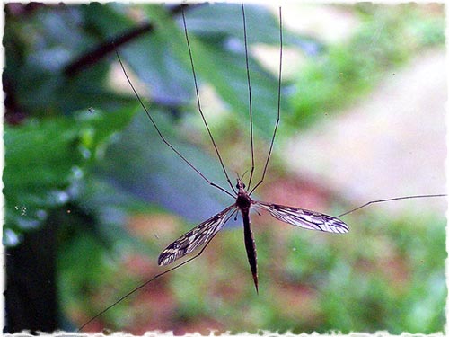 Muỗi - Loại côn trùng đáng sợ nhất với con người