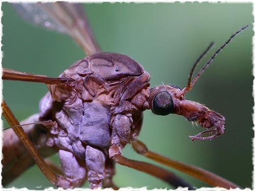 Muỗi - Loại côn trùng đáng sợ nhất với con người