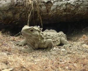 “Khủng long sống” tại New Zealand – loài Tuatara – có tốc độ tiến hóa nhanh nhất