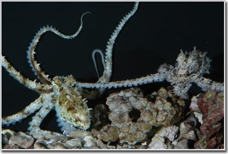 Cuộc sống tình dục kỳ lạ của bạch tuộc
