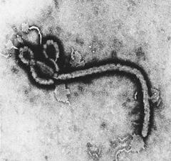 Vắc-xin ngăn ngừa virus Ebola