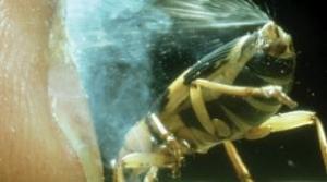 Ứng dụng công nghệ phun xịt từ bọ Bombardier Beetle
