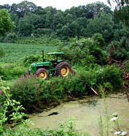 Phát hiện những con ếch lưỡng tính ở vùng ngoại ô