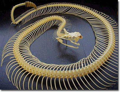 Xương rắn: Hình ảnh các loài xương rắn đầy ma mị và bí ẩn sẽ khiến bạn thót tim nhưng cũng không kém phần thú vị. Hãy khám phá vẻ đẹp đa dạng và gợi cảm của xương rắn và tìm hiểu về chúng trong thế giới động vật hoang dã.