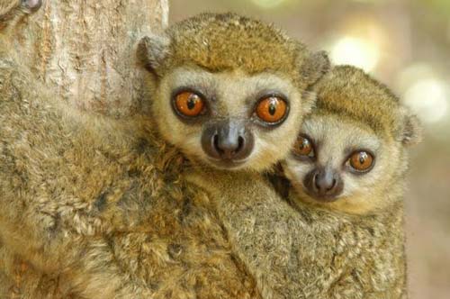 Nghiên cứu động thực vật hoang dã trên diện rộng ở Madagascar nhằm thiết lập bản đồ chỉ dẫn bảo tồn