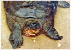 Tìm thấy loài rùa lớn được xem là đã tuyệt chủng ở Việt Nam
