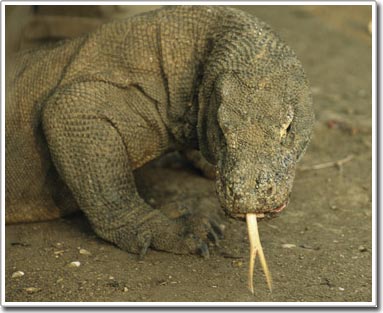 Cú đớp của rồng Komodo yếu hơn cả... mèo nhà