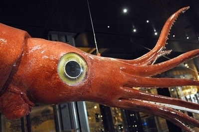 Đôi mắt to nhất trong thế giới động vật