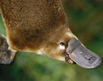 Rái mỏ vịt - sinh vật kỳ lạ nhất thế giới