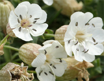 Hoa cũng biết <i>"vẫy khách"</i>
