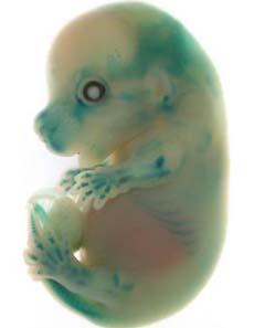Gene hổ tuyệt chủng <i>"hồi sinh"</i> trong cơ thể chuột