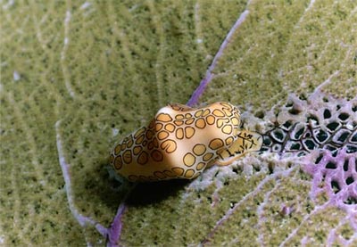 Sắc màu dưới đáy biển