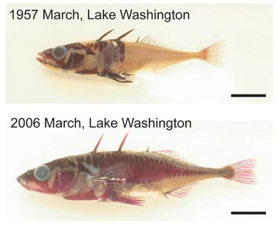 <i>“Sự tiến hóa ngược”</i> ghi nhận được ở cá vùng Seattle (Mỹ)