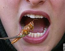 Ăn côn trùng để bảo vệ môi trường