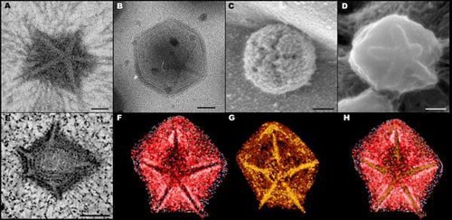 Chiến lược xâm nhập của virus lớn nhất thế giới