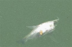 Cá chết ở Hồ Gươm: "Cứ để thiên nhiên tự điều chỉnh"