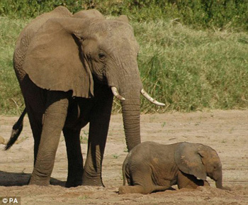 Trí nhớ giúp voi sống sót trong cuộc chiến sinh tồn