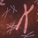 Bằng cách nào hệ thống khôi phục ADN có thể tái tạo lại nhiễm sắc thể? 