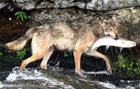 Chó sói thích câu cá hơn săn bắt