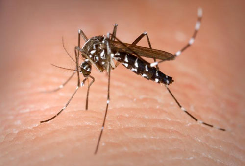 Muỗi hổ châu Á gây bệnh sốt xuất huyết