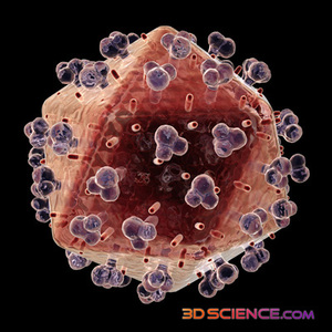 Tại sao một số loài linh trưởng có thể sống chung với HIV mà không mắc AIDS 